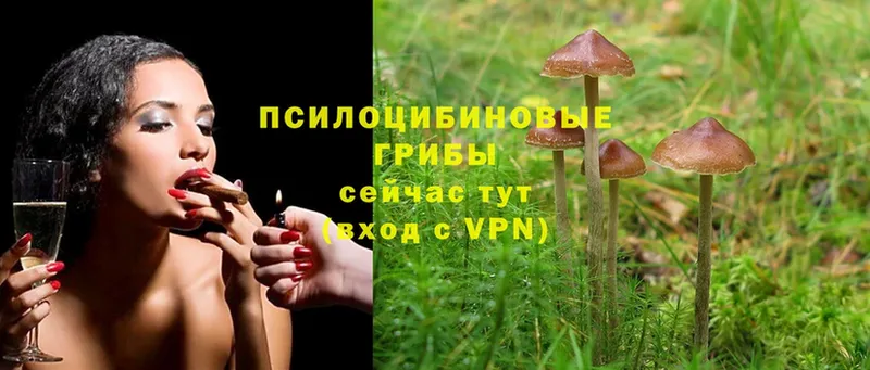 как найти   Дальнереченск  Галлюциногенные грибы GOLDEN TEACHER 